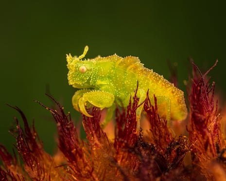 An ambush bug nymph on a flower