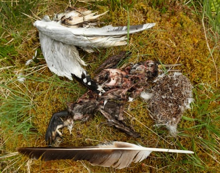 Feathers, a dessicated bird and a rolled up hedgehog on a patch of grass and moss.