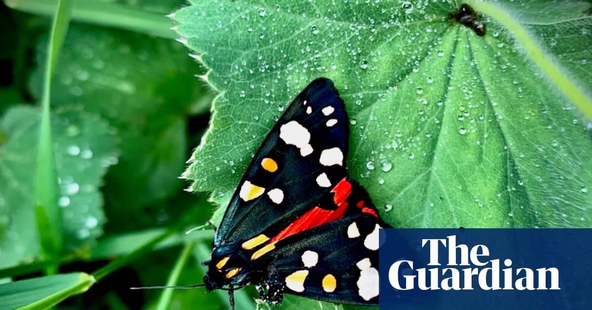 Country diary: Bright and bohemian, this moth could be a David Hockney | Paul Evans