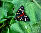 Country diary: Bright and bohemian, this moth could be a David Hockney | Paul Evans
