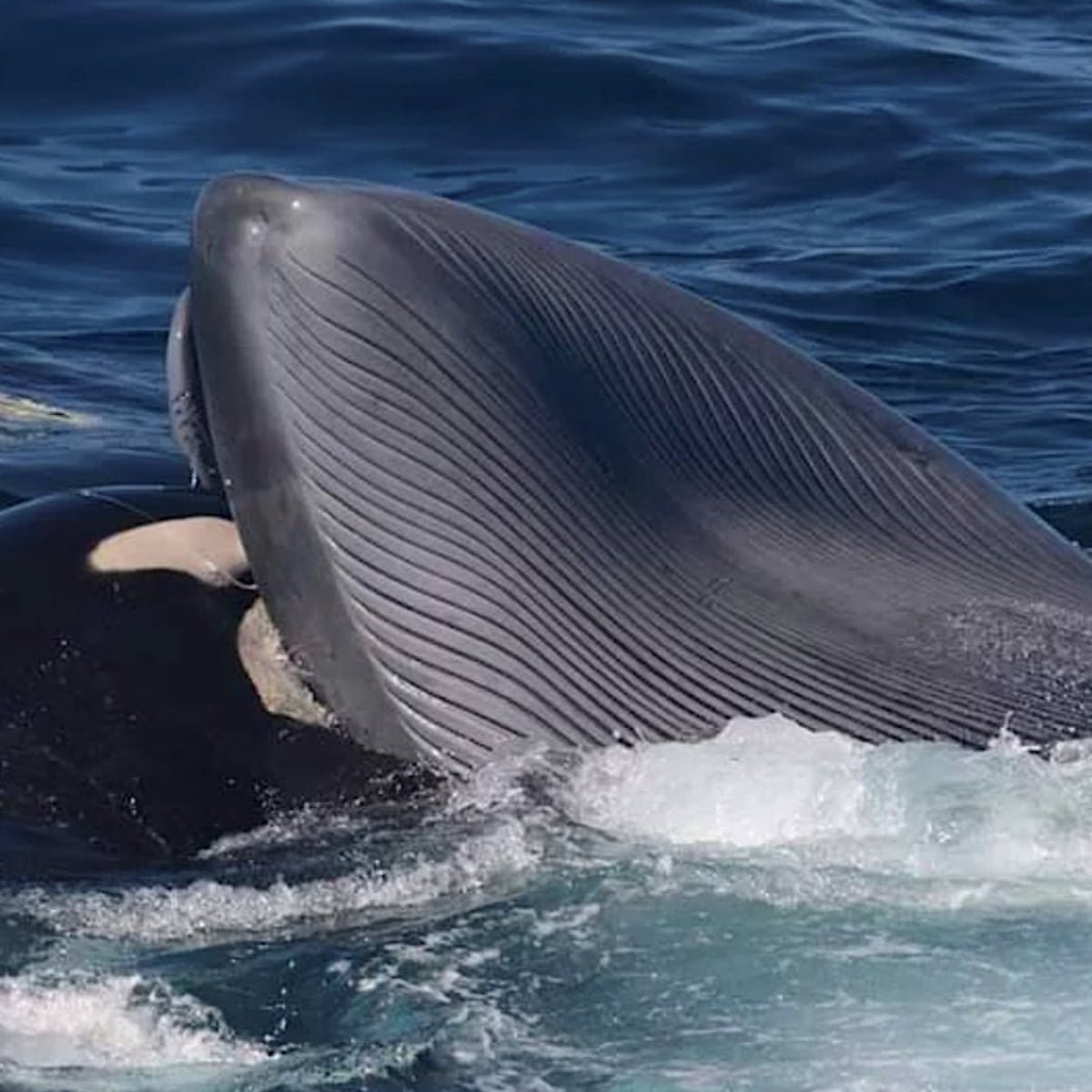 Orcas recorded killing and feeding on blue whales in brutal ...