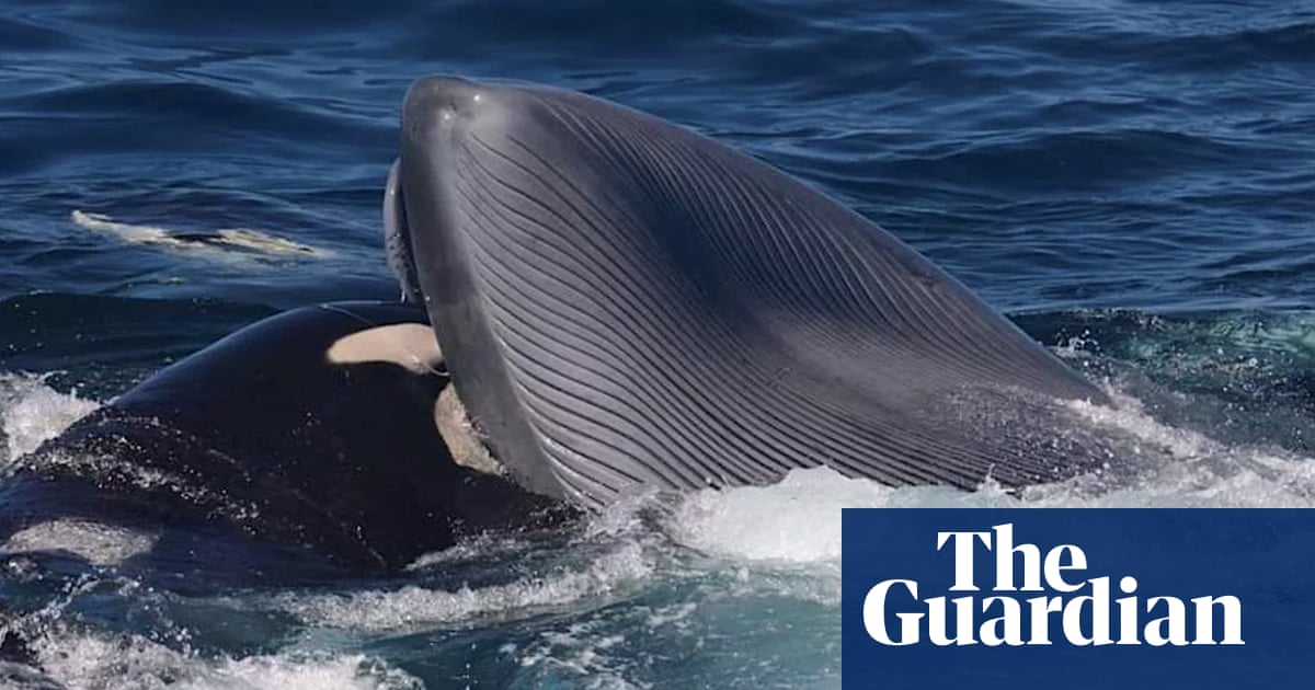 Orcas recorded killing and feeding on blue whales in brutal attacks