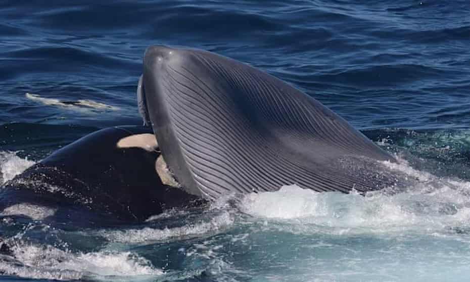 A killer whale biting the mouth of blue whale.