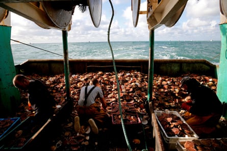 The back of a boat is filled with scallops. Three men can also be seen