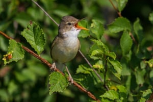 The marsh warbler is a summer visitor mainly confined to parts of Worcestershire and south-east England, especially Kent