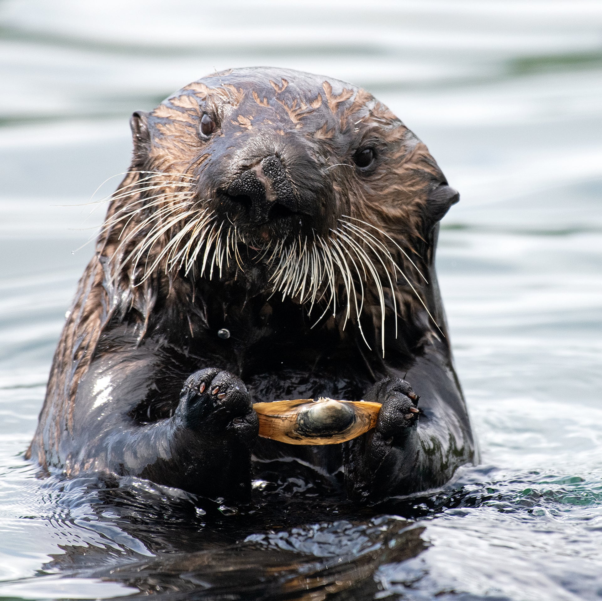 Furry engineers: sea otters in California's estuaries surprise