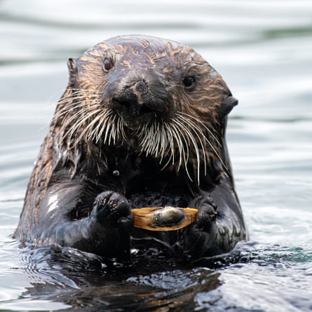 ‘When sea otters are look for clams to eat, they dig in the seagrass beds, leaving holes behind.’
