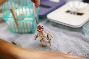 Um filhote de bacurau abre o bico enquanto alguém segura um conta-gotas de comida para ele.