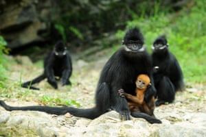 Endangered Francoisâ langurs monkeys, at the Mayang River national nature reserve in Yanhe Tujia, Guizhou, China