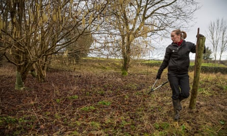 A ranger checks for ash dieback at Sherbourne Park estate in Gloucestershire.