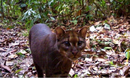 An elusive African Golden Cat captured by an automated camera.