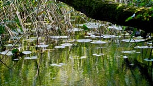 A little colony of least water lilies.