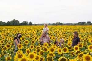 people stand in a field of tall, bright yellow sunflowers; a young girl sits on a man’s shoulders and a woman holds a dachshund