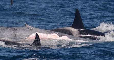 Killer whales charge alongside the blue whale calf. Large chunks of flesh have been removed from its flanks.