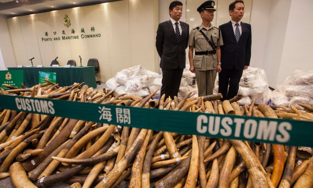 Hong Kong customs from the ‘record’ amount of ivory hidden in a Malaysian consignment of frozen fish