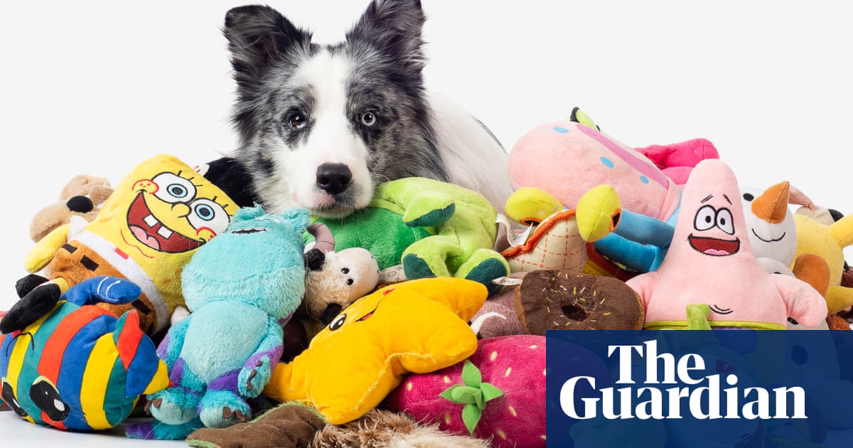 Genius dogs can learn names of more than 100 toys, study finds | Animal behaviour | The Guardian