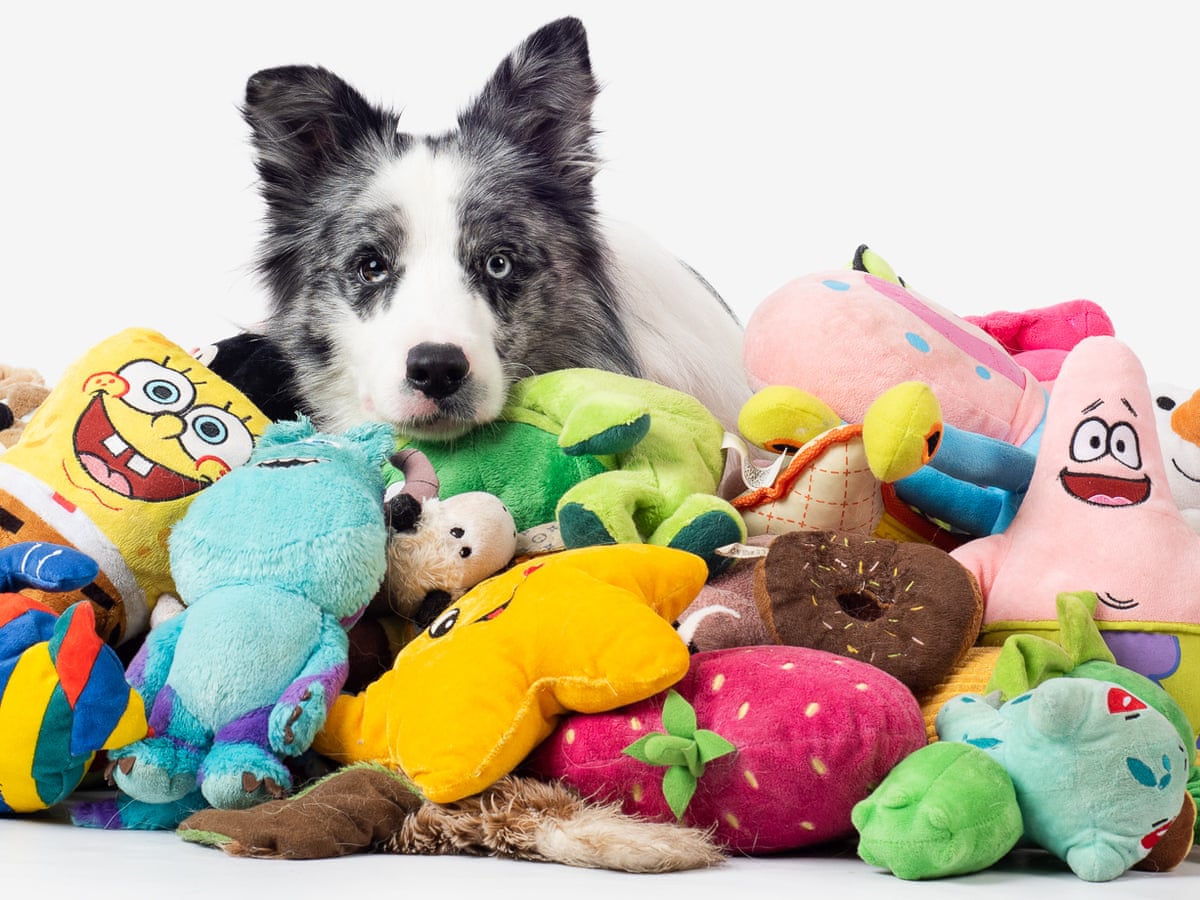 Genius dogs' can learn names of more than 100 toys, study finds