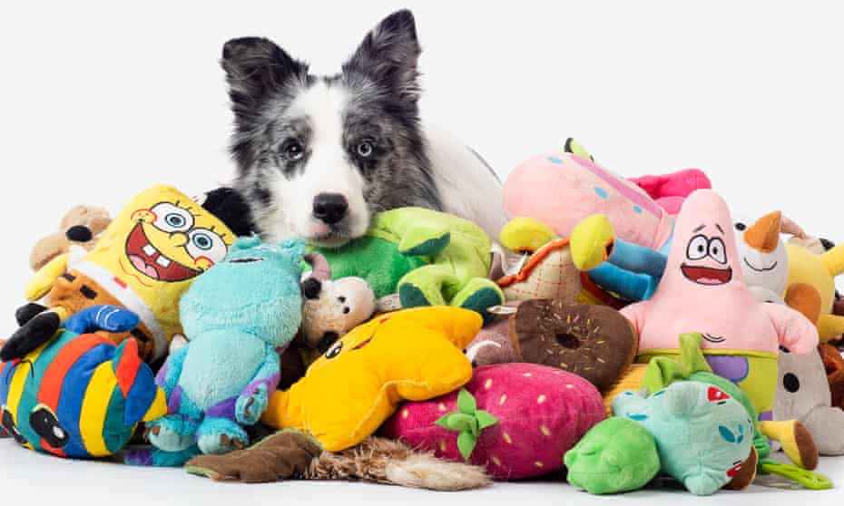 Genius dogs&#39; can learn names of more than 100 toys, study finds | Animal behaviour | The Guardian