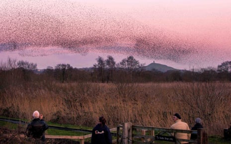 Starlings forming murmurations at RSPB Ham Wall nature reserve, Somerset.