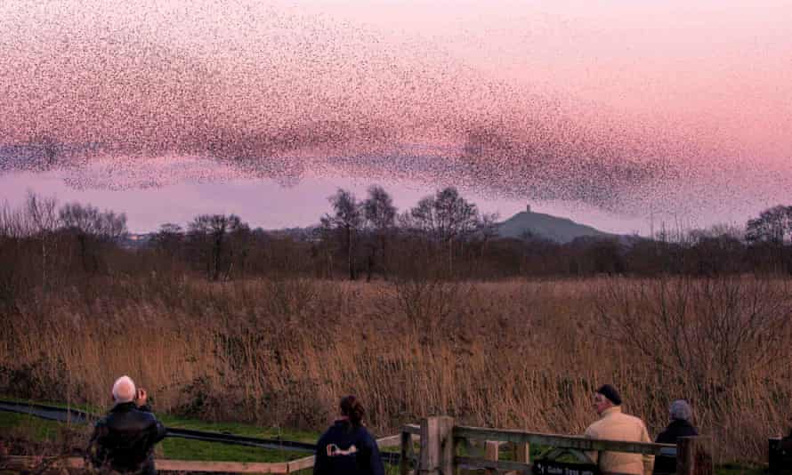 Starlings at RSPB Ham Wall nature reserve, Somerset.