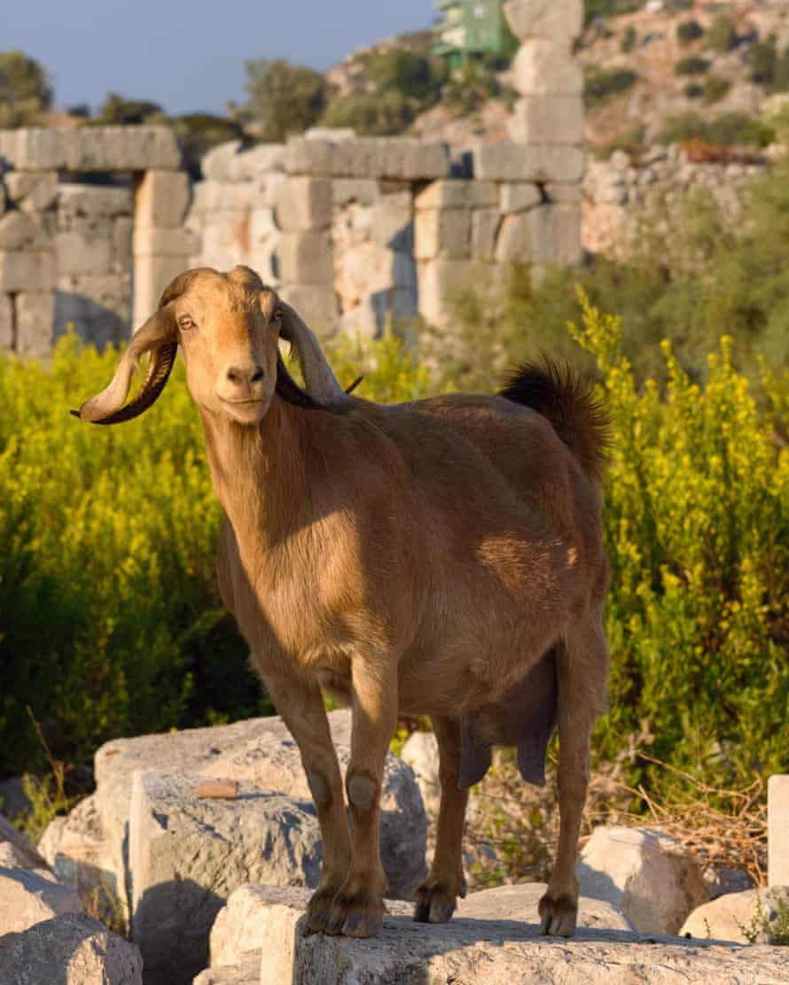 Goat in the ruins of Patara.