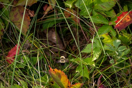 A bee flies towards a hole in the ground surrounded by grass and leaves.