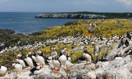 Puffins on one of the Farne Islands.