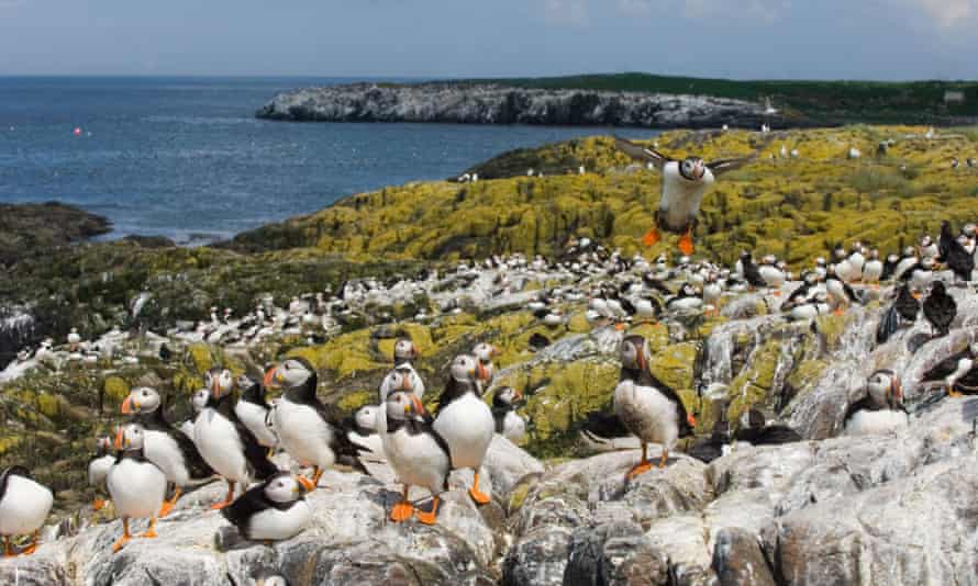 Puffins at the Farne Islands.