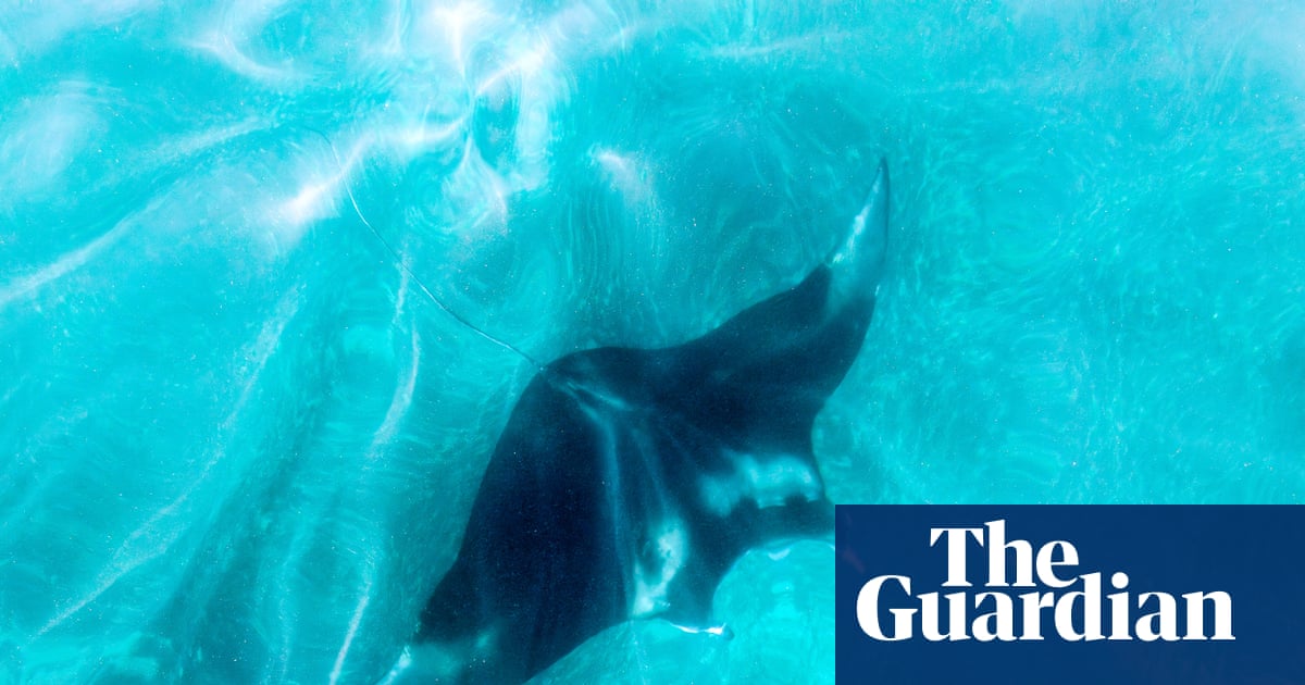 Florida tightens rules on capturing giant manta rays but stops short of full ban Florida tightens rules on capturing giant manta rays but stops short of full ban
