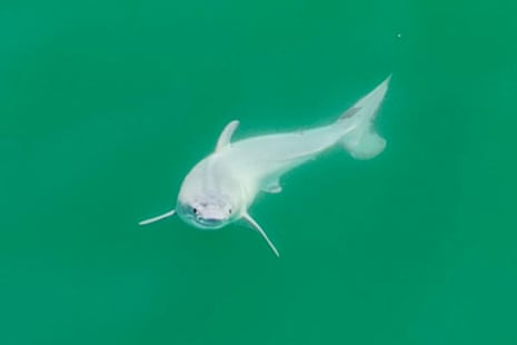 white swimming animal that looks like a fish
