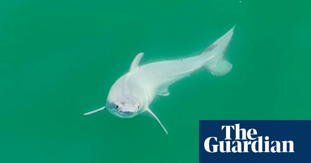 ‘Holy grail’: researchers may have captured first image of newborn great white shark - The Guardian
