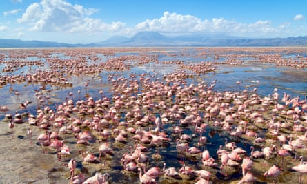 ‘It’s impossible to get to’ ... flamingo colony, Lake Natron, Tanzania.