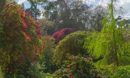 Rhododendrons and camellias  in flower