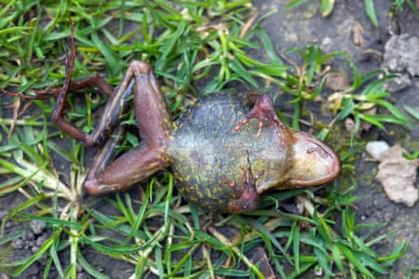 A dead frog in a London garden, possibly from ranavirus.