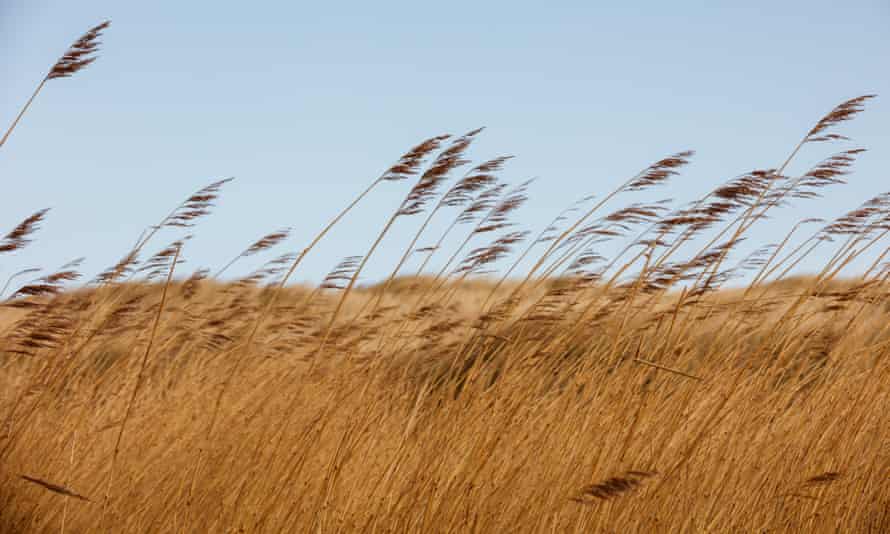 The wind blows through the dunes.