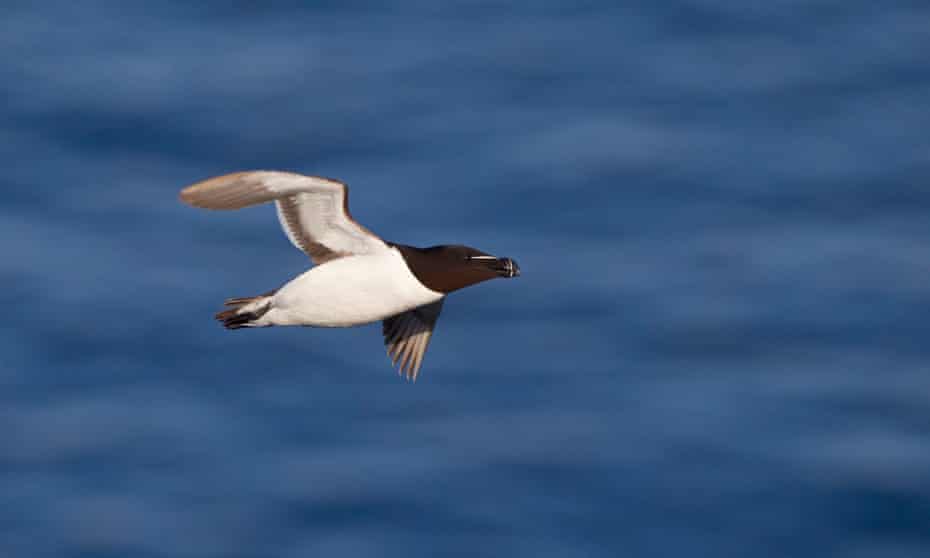 razorbill in the sea