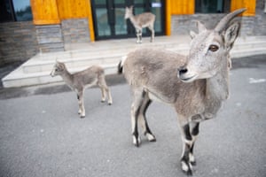 Three rescued bharals are seen at a wildlife rescue centre in Qilian Mountain National Park in China. The rescue centre sits at an altitude of nearly 3,000 meters at the foot of the Qilian Mountains. The station is mainly responsible for wildlife rescue, population monitoring, post-release tracking, public education, and nature-based learning. To date, the station has rescued and sheltered 211 animals across 36 species, including snow leopard, Chinese desert cat, vulture, bharal and Tibetan gazelle