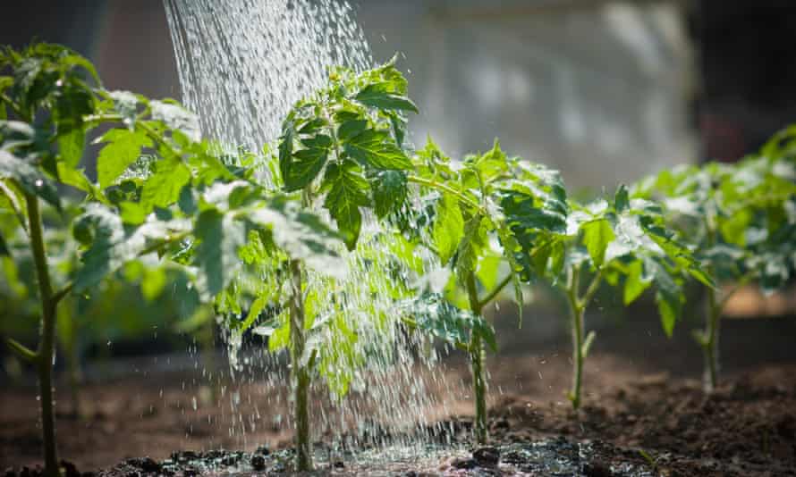 Watering tomato plants