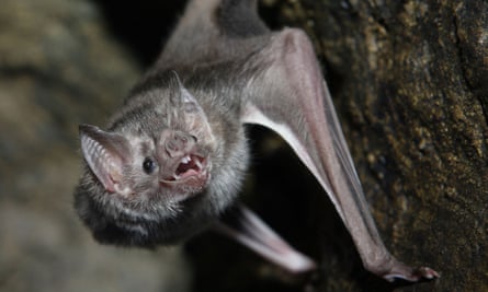 A vampire bat baring its fangs