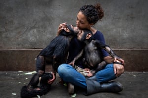 chimp being cuddled by woman