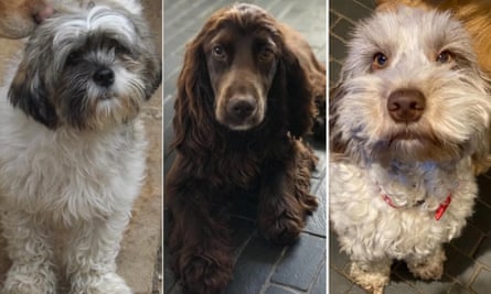 Three of the 17 dogs stolen from Fiveways kennels in Suffolk