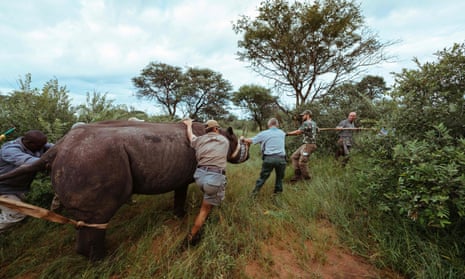 Rangers capture an eastern black rhino near Thabazimbi in South Africa in preparation for shipping to Rwanda. 