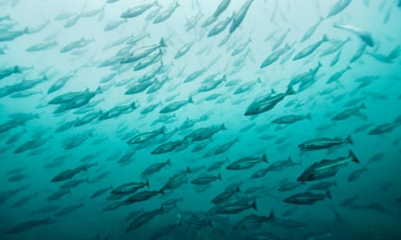 A school of cod in Norwegian waters