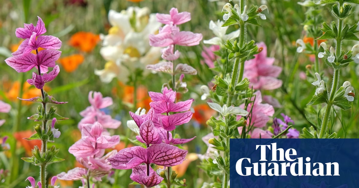 Gaps in your borders? It's not too late to plant some summer showstoppers