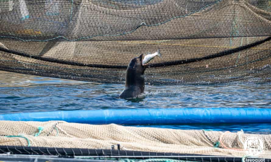 A sea lion enjoys an easy meal at the industrial fish farm.