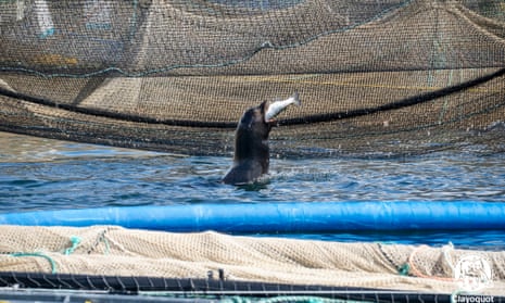 A sea lion enjoys an easy meal at the industrial fish farm. 