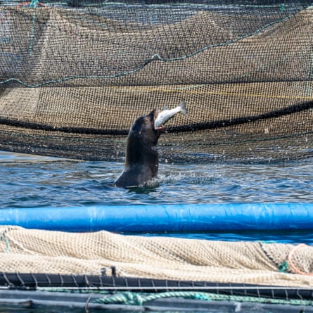 A sea lions eats a salmon within the netted area of a fish farm