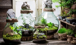 Stunning rainforest in a jar