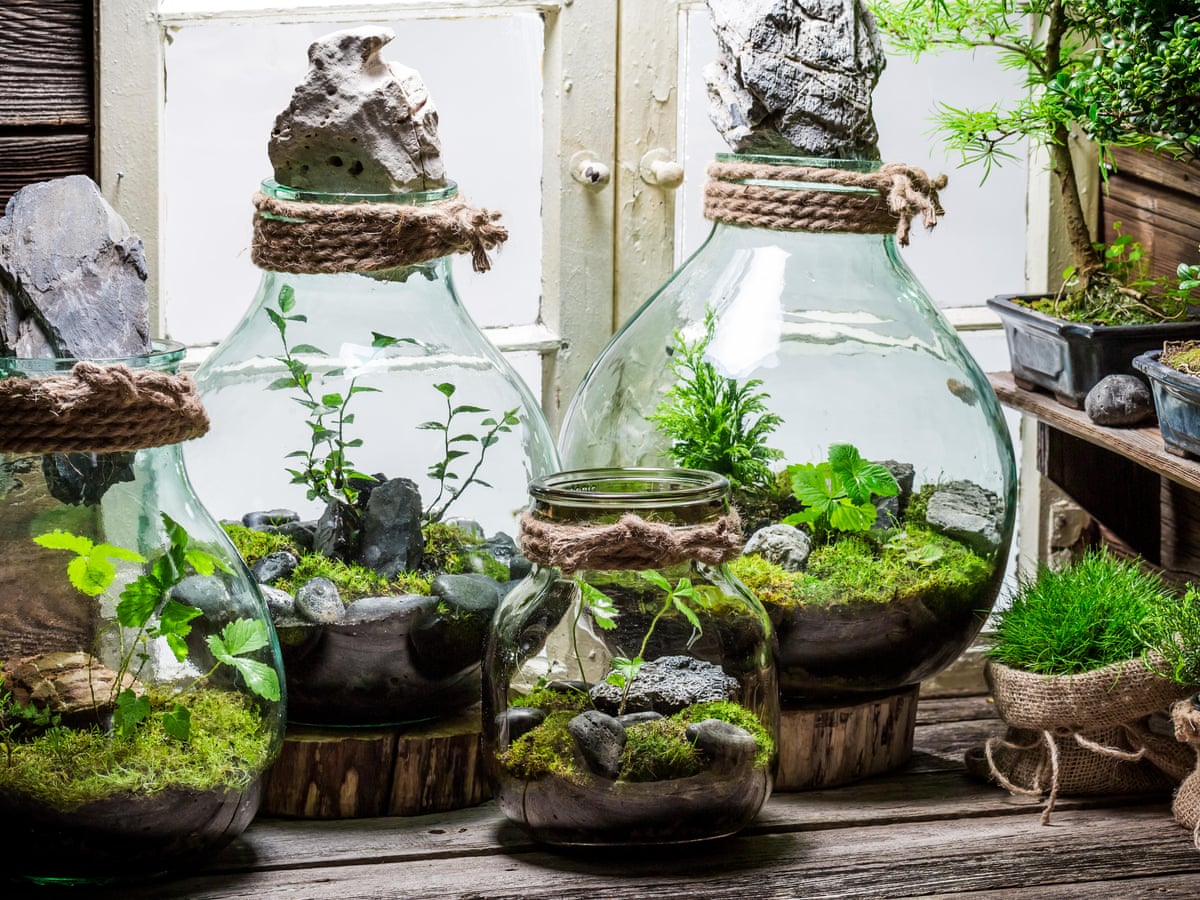 How to treat your terrarium | Gardening advice | The Guardian