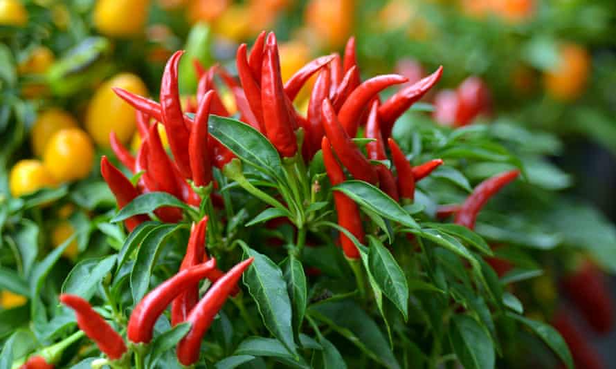 2021’s ingredient of the yr: 19 Australian meals lovers share their favourites | Australian food and drinks 88 Bird’s eye chilli plant